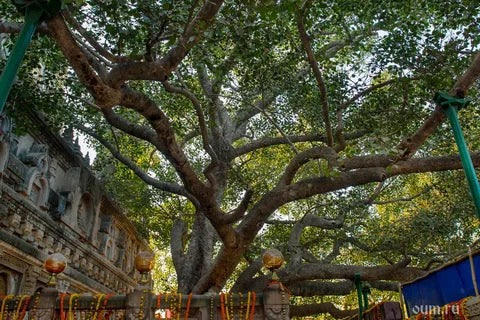 Bodhi Baum